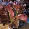 Thurinus - Lettuce Seed