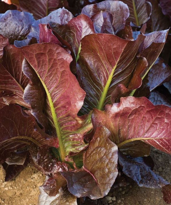 Thurinus - Lettuce Seed