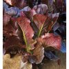 Thurinus - Lettuce Seed