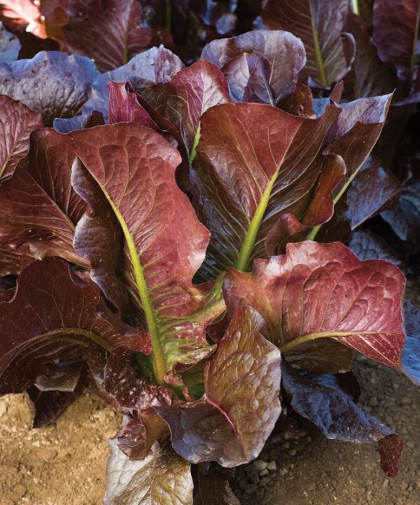 Thurinus - Lettuce Seed