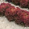 Antonet - Lettuce Seed