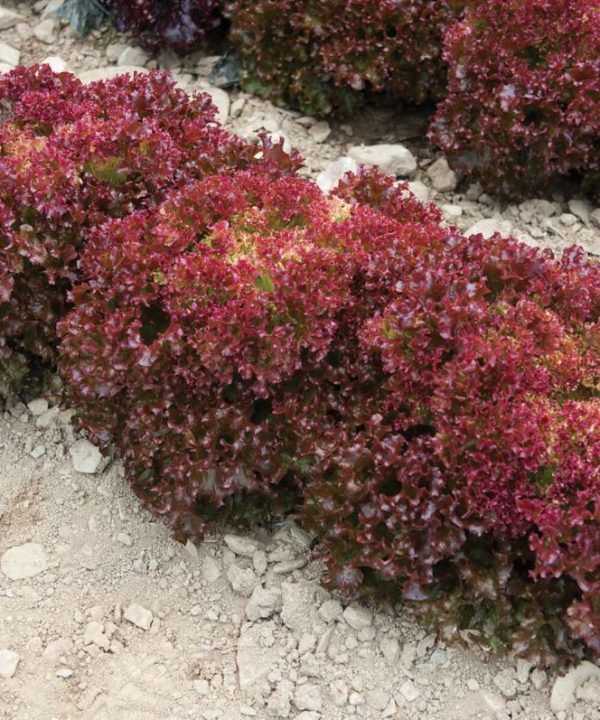 Antonet - Lettuce Seed