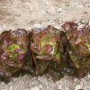 Alkindus - Organic Lettuce Seed