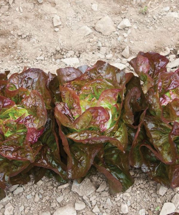 Alkindus - Organic Lettuce Seed