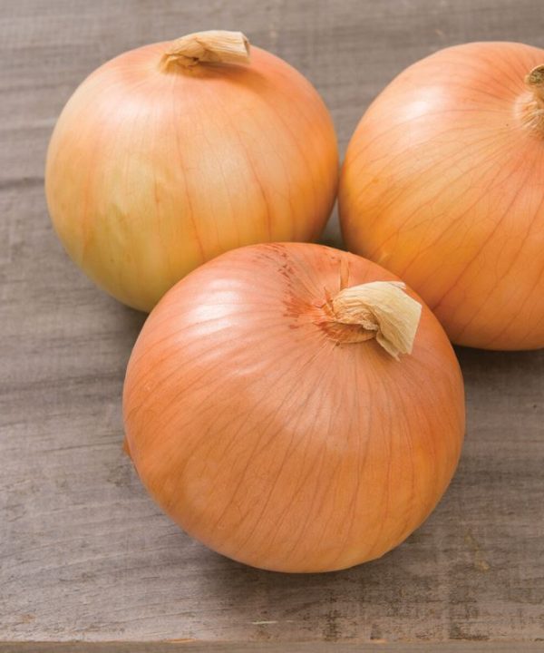 Expression - (F1) Onion Seed