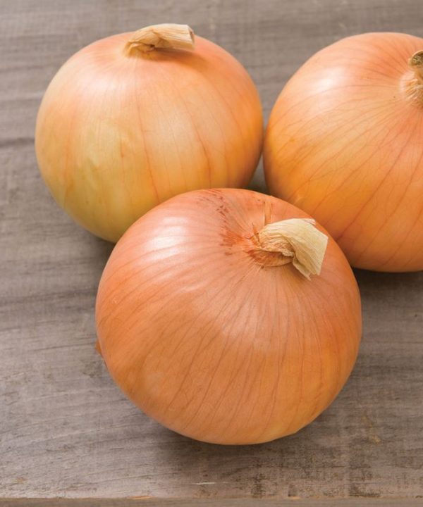 Expression - (F1) Onion Seed
