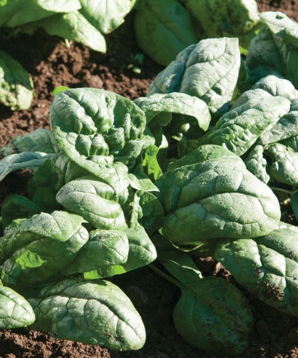 Kookaburra - (F1) Spinach Seed