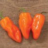 Helios - (F1) Habanero Pepper Seed
