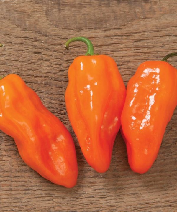 Helios - (F1) Habanero Pepper Seed