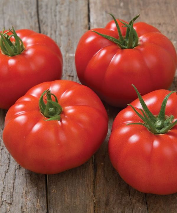Marbonne - (F1) Tomato Seed