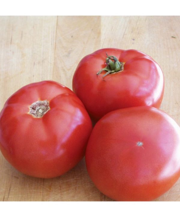 BHN 589 - (F1) Tomato Seed