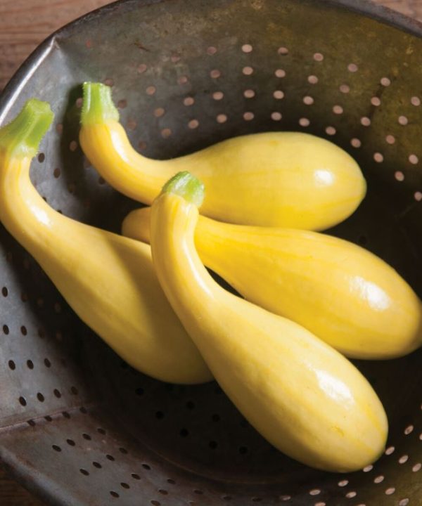 Gold Star - (F1) Yellow Summer Squash Seed