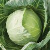 Primo Vantage - (F1) Cabbage Seed