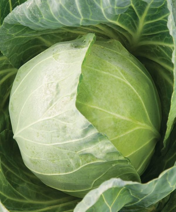 Primo Vantage - (F1) Cabbage Seed