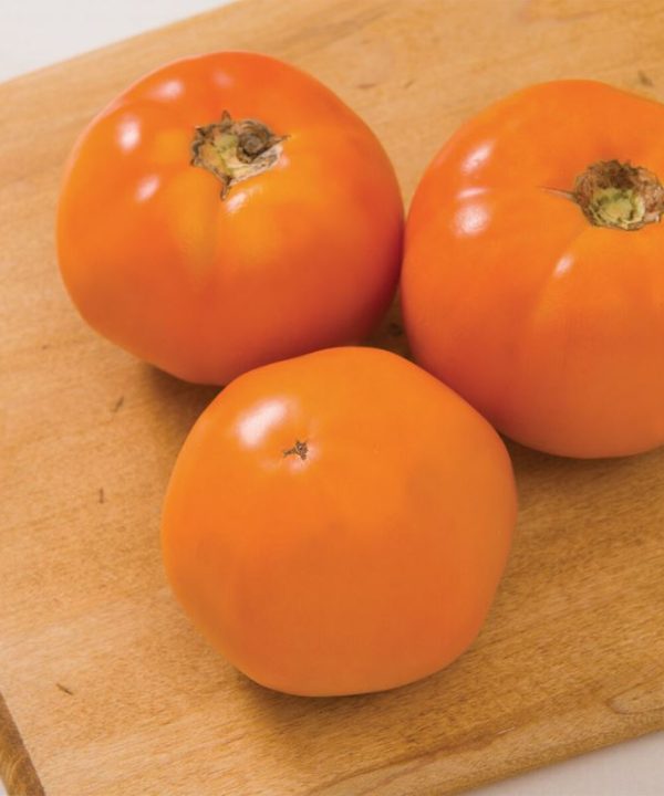 Chef's Choice Orange - (F1) Tomato Seed