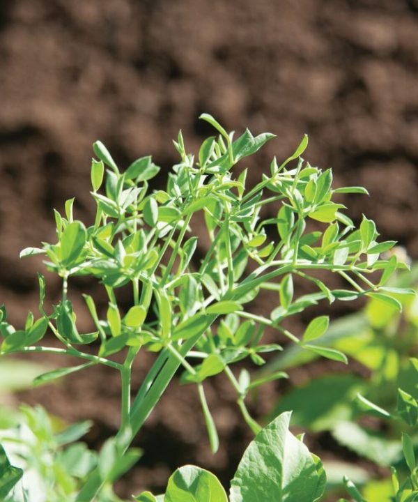 Petite Snap-Greens - Pea Seed