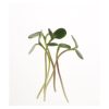 Gray Striped Sunflower - Organic Shoot Seed