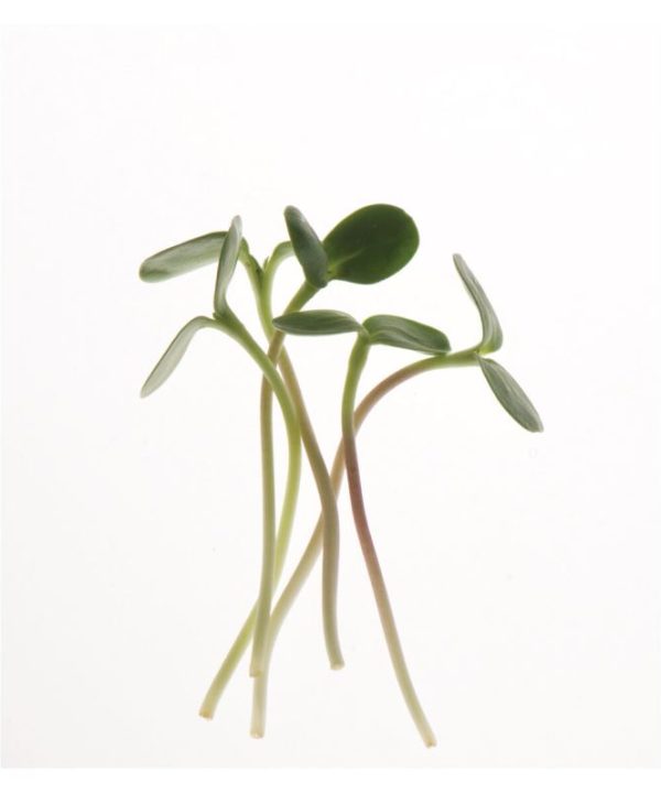 Gray Striped Sunflower - Organic Shoot Seed