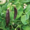 Royal Snow - Purple Snow Pea Seeds