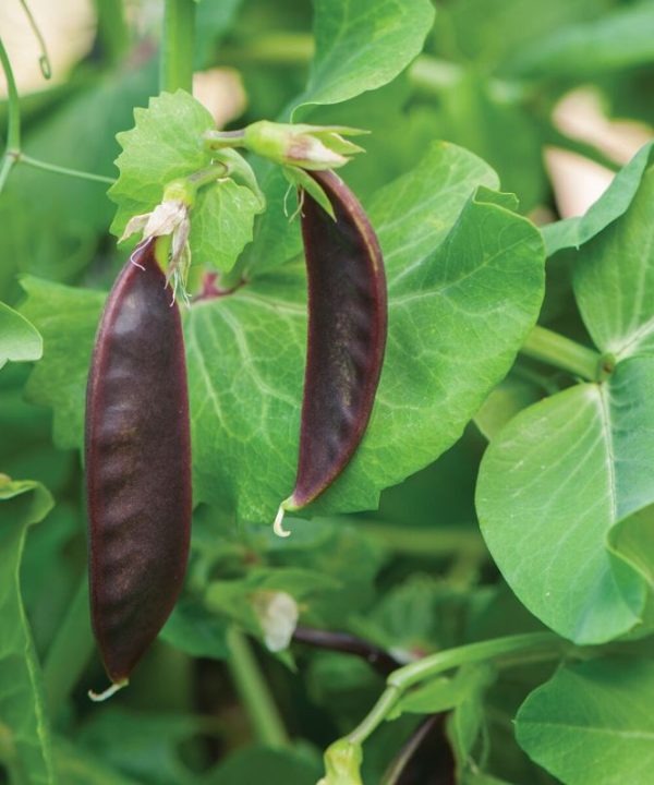 Royal Snow - Purple Snow Pea Seeds