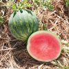 Gentility - (F1) Treated Watermelon Seed