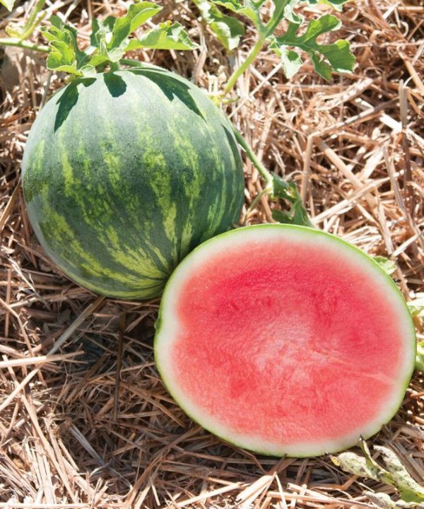 Gentility - (F1) Treated Watermelon Seed