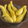 Tempest - Organic (F1) Yellow Summer Squash Seed