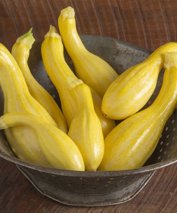 Tempest - Organic (F1) Yellow Summer Squash Seed