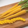 Yellowbunch - (F1) Carrot Seed