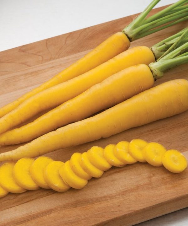 Yellowbunch - (F1) Carrot Seed