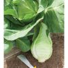 Murdoc - (F1) Cabbage Seed