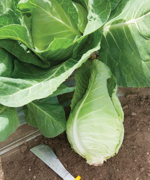 Murdoc - (F1) Cabbage Seed