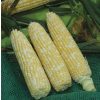 Xtra-Tender 20173 - (F1) Corn Seed