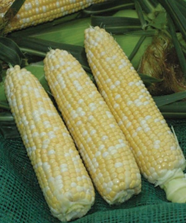 Xtra-Tender 20173 - (F1) Corn Seed