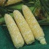 Xtra-Tender 20173 - Treated (F1) Corn Seed