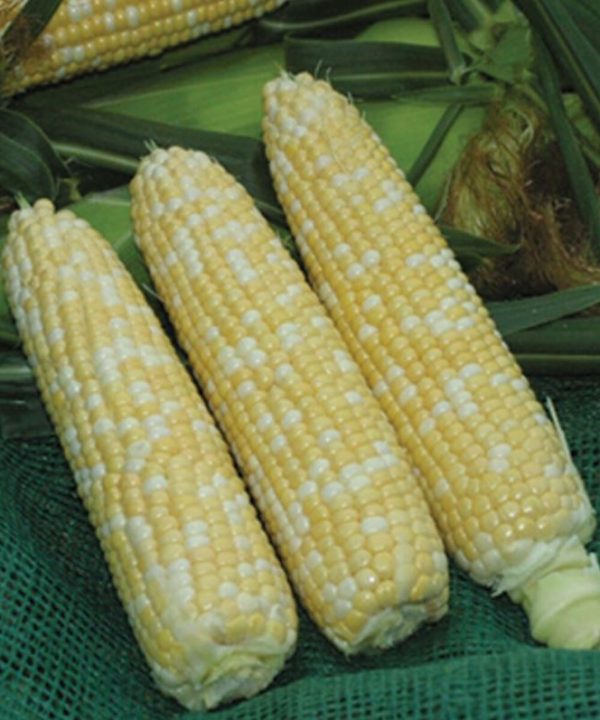 Xtra-Tender 20173 - Treated (F1) Corn Seed
