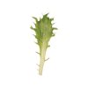 Coastline - Lettuce Seed