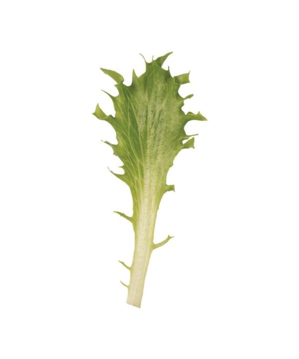 Coastline - Lettuce Seed