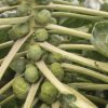 Hestia - (F1) Brussels Sprout Seed