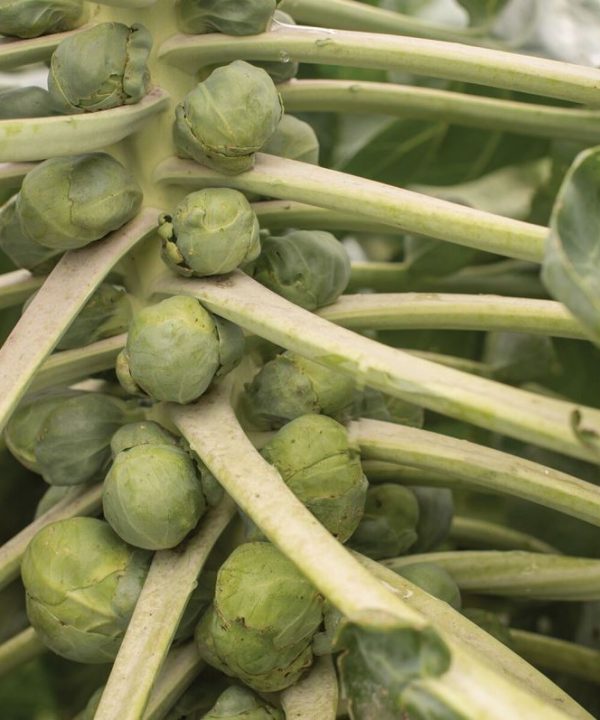 Hestia - (F1) Brussels Sprout Seed