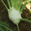 Preludio - (F1) Fennel Seed