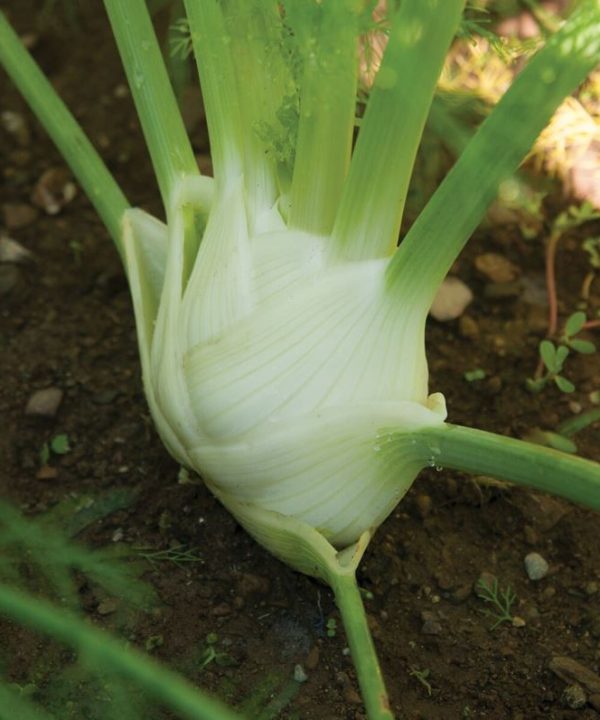 Preludio - (F1) Fennel Seed