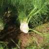 Orazio - (F1) Fennel Seed