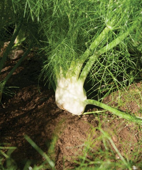 Orazio - (F1) Fennel Seed
