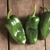 Bastan - (F1) Poblano Pepper Seed