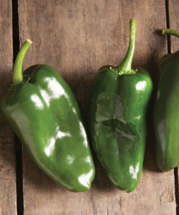 Bastan - Organic (F1) Poblano Pepper Seed