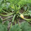 Green Machine - Organic (F1) Zucchini Squash Seed