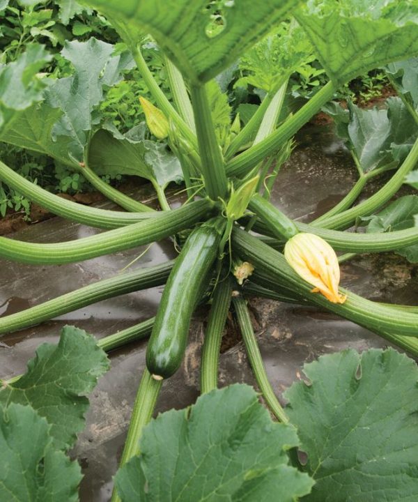 Green Machine - Organic (F1) Zucchini Squash Seed