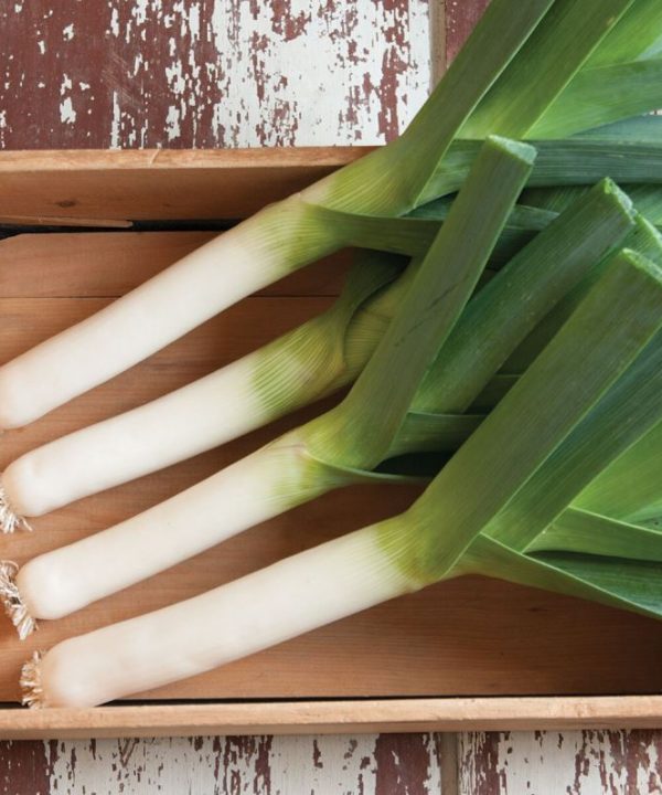 Takrima - (F1) Leek Seed