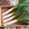 Takrima - Organic (F1) Leek Seed